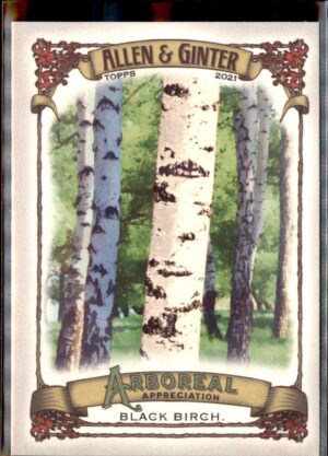 2021 Topps Allen & Ginter #AA-11 Black Birch Arboreal Appreciation